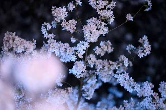 夜景蓝调樱花特写染井吉野夜樱