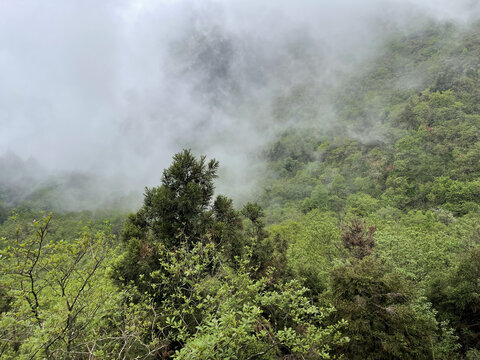 大雾弥漫的森林公园
