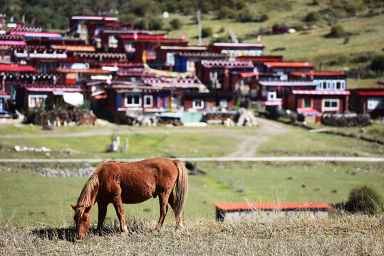 藏区马吃草