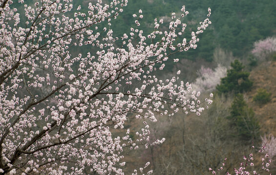 春天的杏花