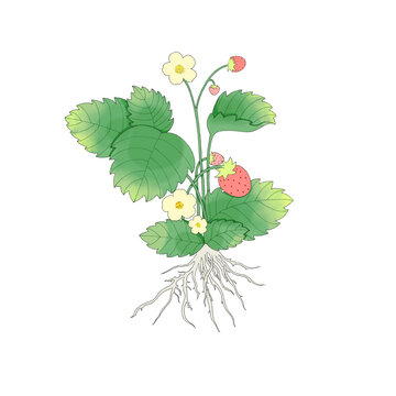 生長的草莓植株插畫