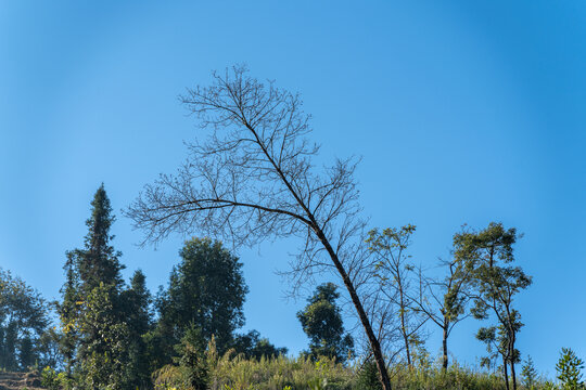 晴朗蓝天下的裸树俯视图