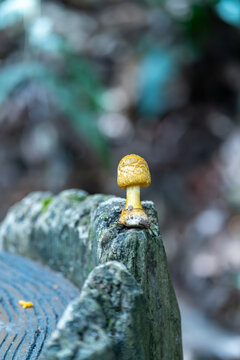 户外生长的蘑菇特写镜头