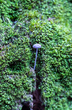 苔藓上蘑菇的特写镜头
