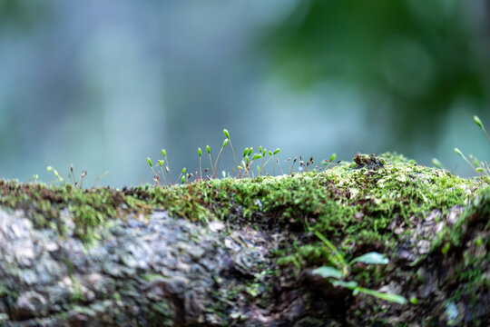 岩石上生长的苔藓的特写镜头
