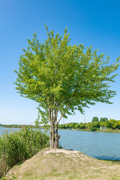 湖边的树