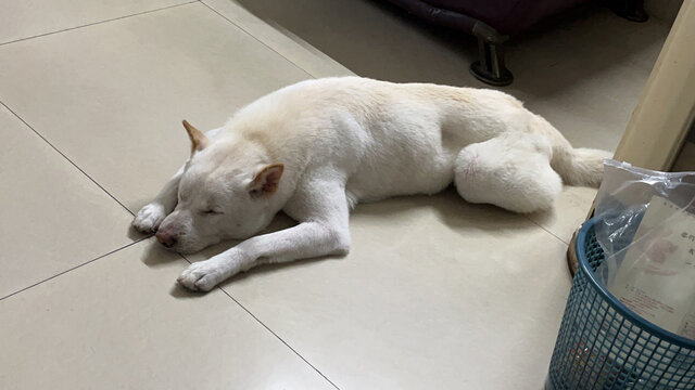瞧这可爱小白狗睡觉真的是舒服呀