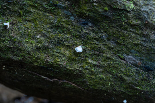 岩石上生长的蘑菇特写镜头