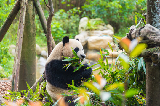 動物園里吃竹子的熊貓