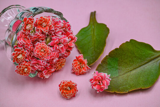 粉红色重瓣长寿花品种金丝带传说