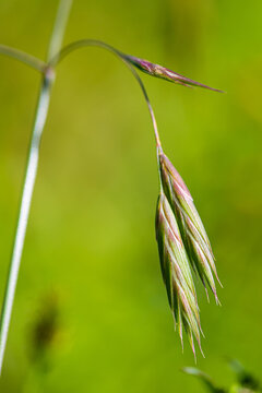 扁穗雀麦