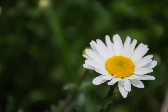 白色的雏菊