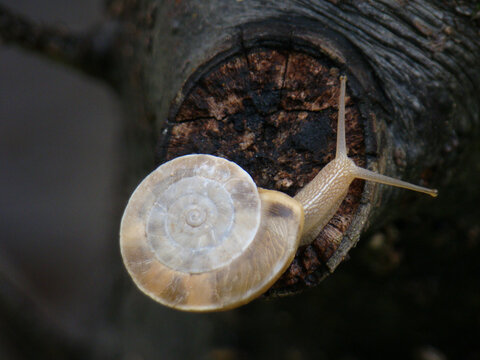 树干上的一只蜗牛