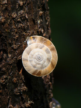 树干上的一只蜗牛