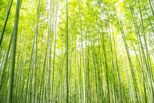 陽光竹林