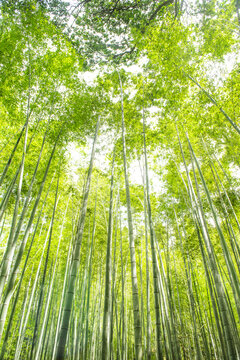 綠竹林
