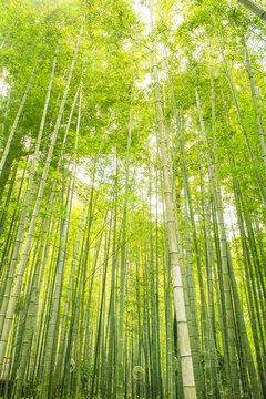 竹子竹林
