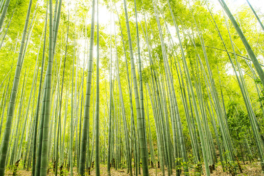 竹林深處