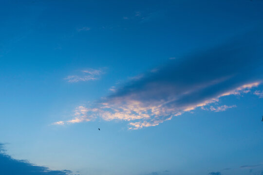 一只飞翔的鸟蓝天白云