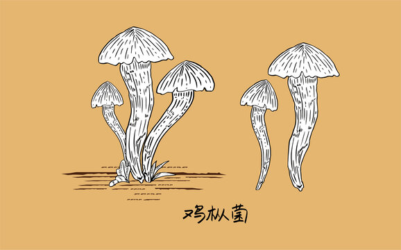 雞樅菌