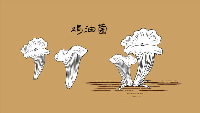 雞油菌