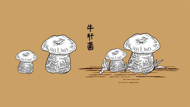 牛肝菌