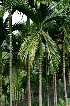 海南槟榔树