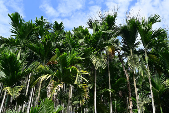 海南槟榔树