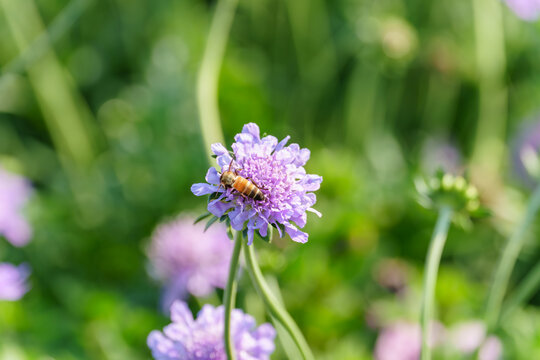 蜜蜂在蓝盆花上授粉的特写镜头