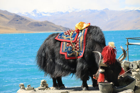 西藏羊湖边安静吃草的牦牛