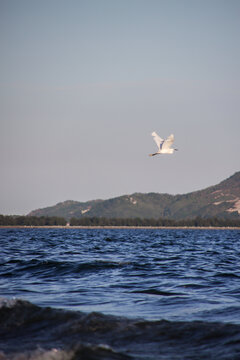 一只白色的鸟在海上飞