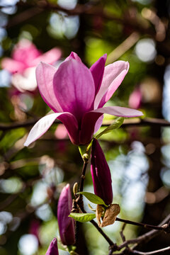 开发的紫玉兰花