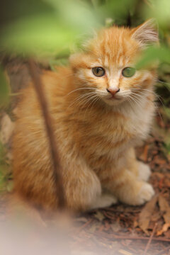 躲在草丛中的小橘猫
