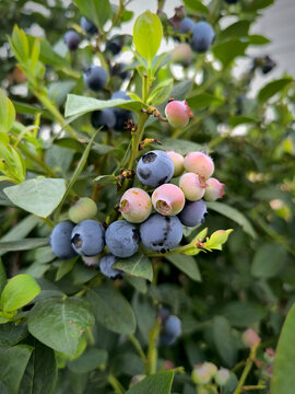 蓝莓种植特写