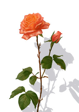 玫瑰花