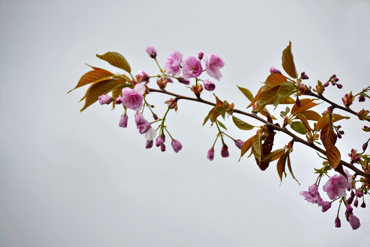 櫻花