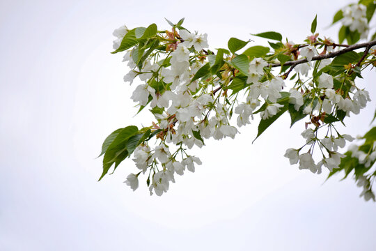 白櫻花