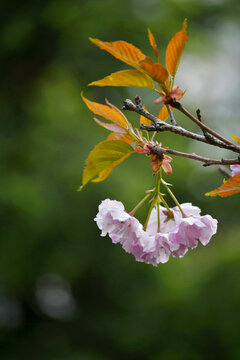 櫻花