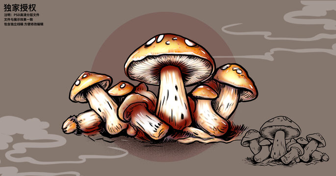 國風(fēng)松茸菌菇手繪插畫