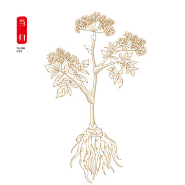 當(dāng)歸