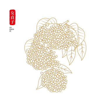 女貞子