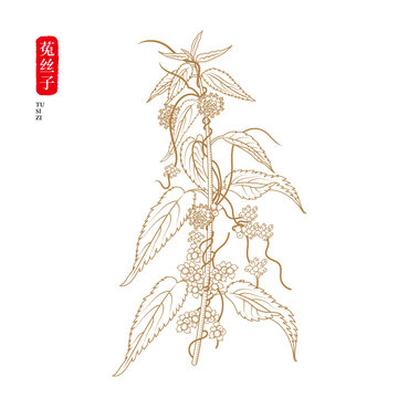 菟絲子