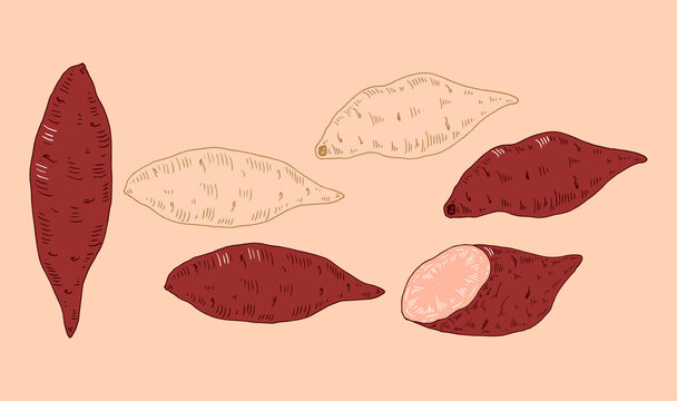 紅薯插畫