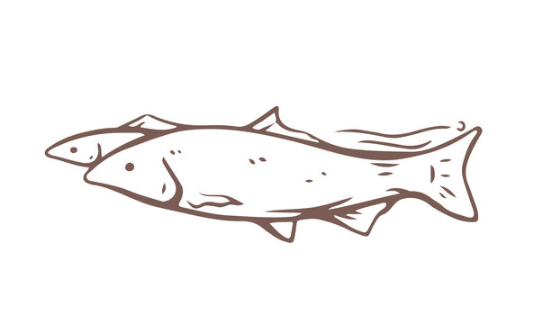 魚線稿