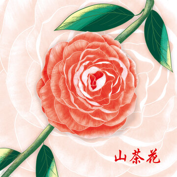 手繪山茶花