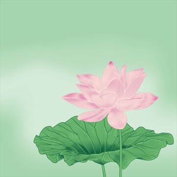 荷花插畫