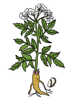 白芷插畫