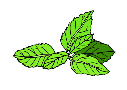 薄荷插圖