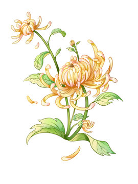 菊花插畫