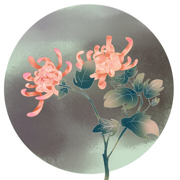菊花插畫
